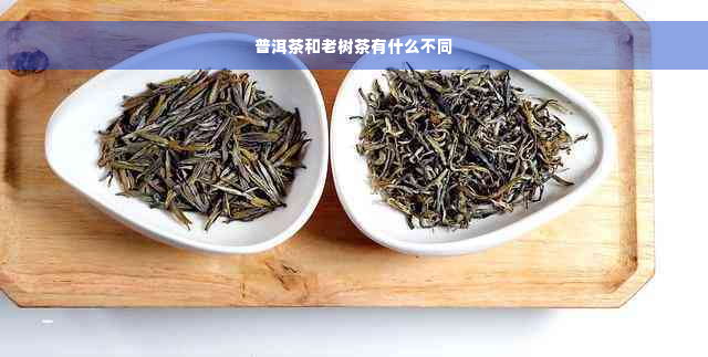 普洱茶和老树茶有什么不同