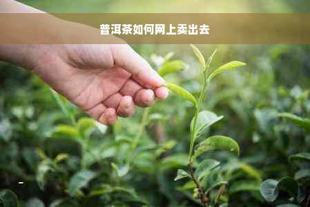 普洱茶如何网上卖出去