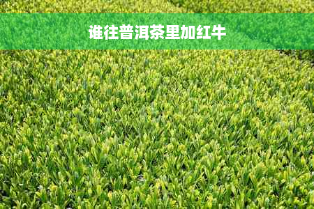 谁往普洱茶里加红牛