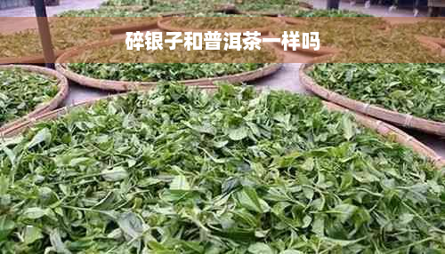 碎银子和普洱茶一样吗