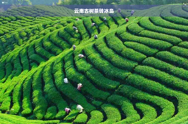 云南古树茶砖冰岛