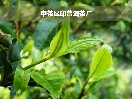 中茶绿印普洱茶厂