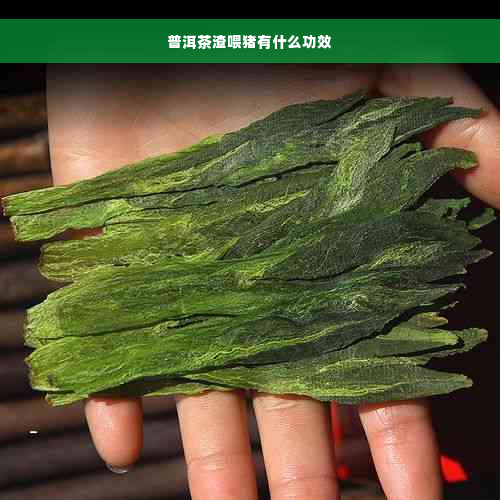 普洱茶渣喂猪有什么功效