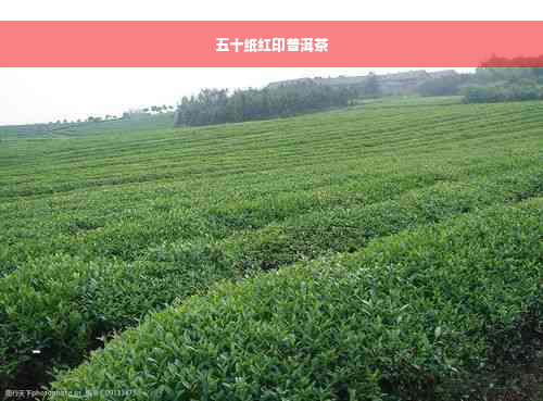 五十纸红印普洱茶