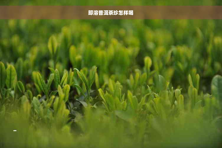 即溶普洱茶珍怎样喝