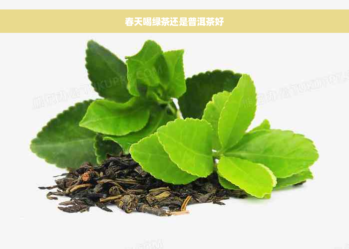 春天喝绿茶还是普洱茶好