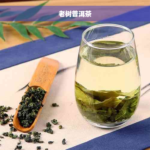 老树普洱茶