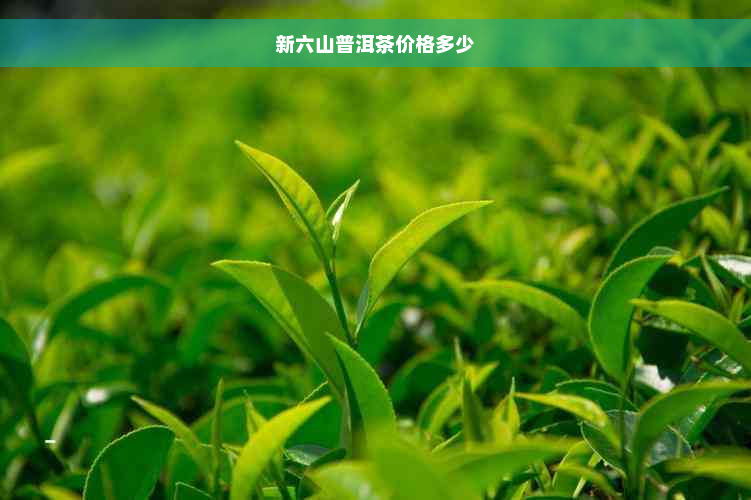 新六山普洱茶价格多少