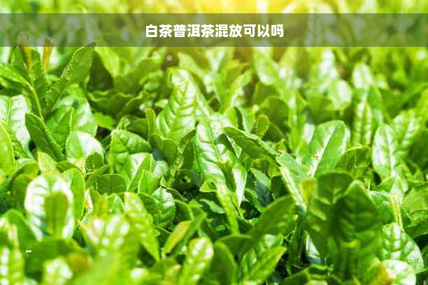 白茶普洱茶混放可以吗