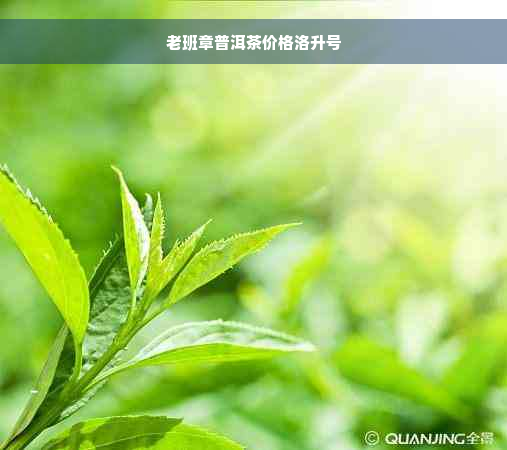 老班章普洱茶价格洛升号