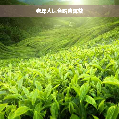 老年人适合喝普洱茶