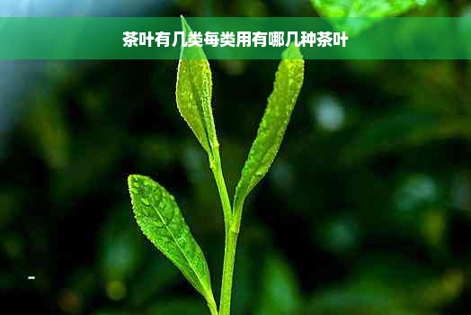 茶叶有几类每类用有哪几种茶叶