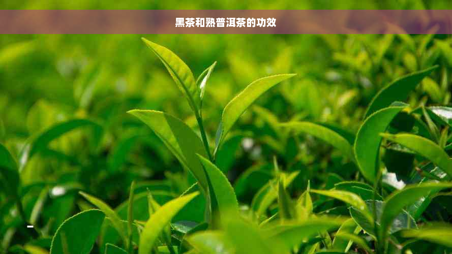 黑茶和熟普洱茶的功效