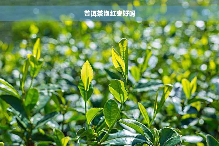 普洱茶泡红枣好吗