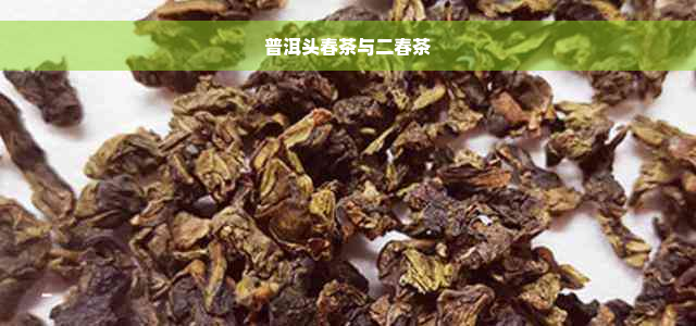 普洱头春茶与二春茶