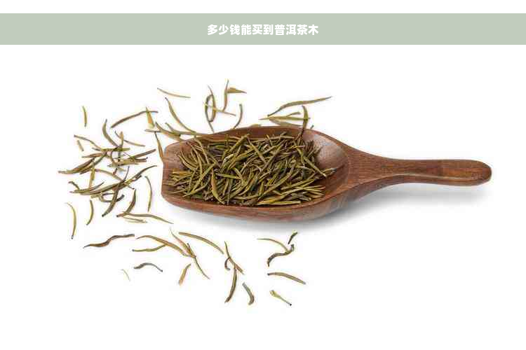 多少钱能买到普洱茶木