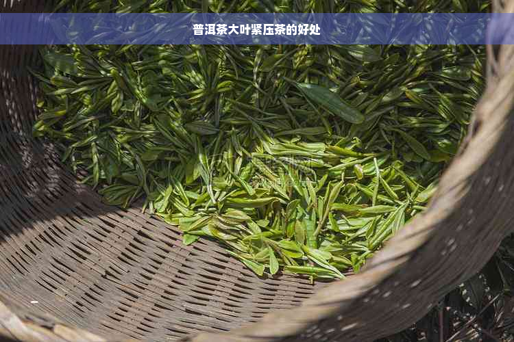 普洱茶大叶紧压茶的好处