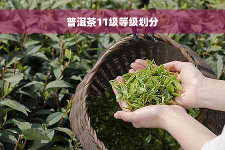 普洱茶11级等级划分