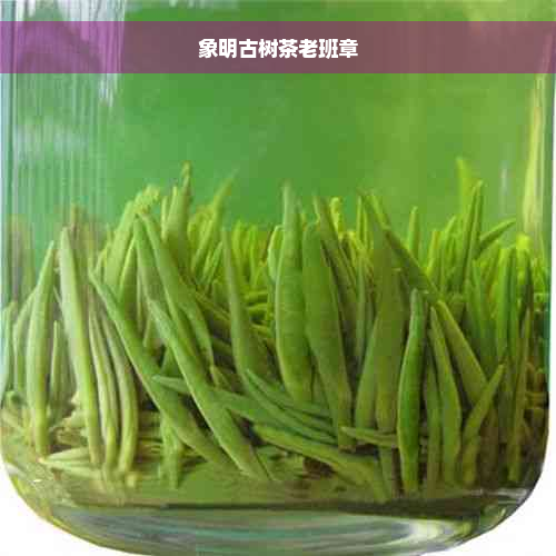 象明古树茶老班章