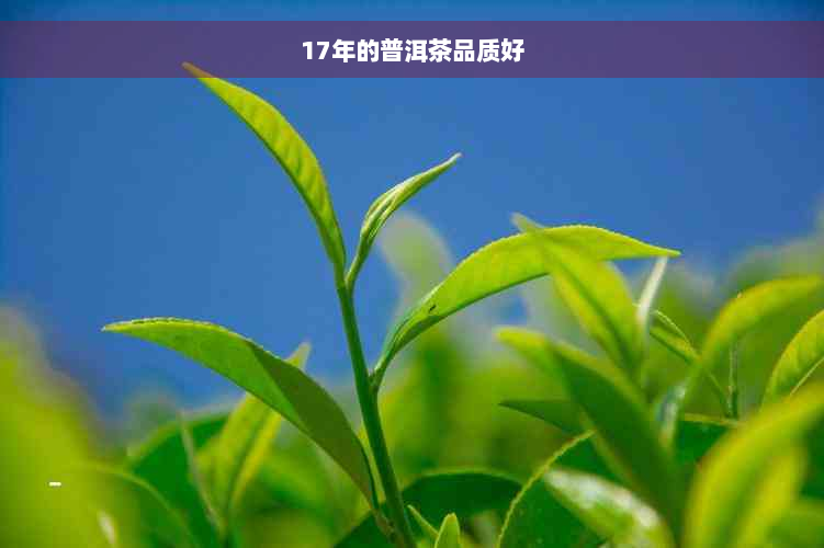 17年的普洱茶品质好