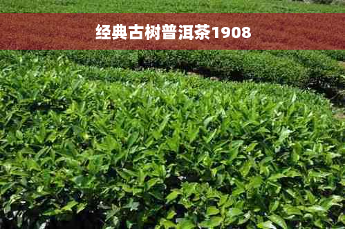 经典古树普洱茶1908