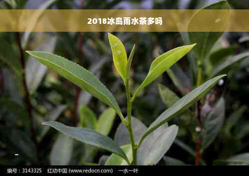 2018冰岛雨水茶多吗