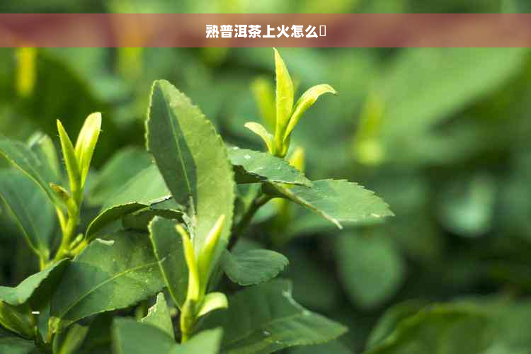 熟普洱茶上火怎么刅