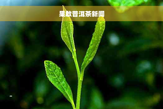 果敢普洱茶新闻