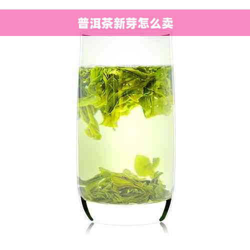 普洱茶新芽怎么卖