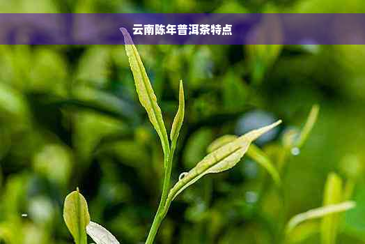 云南陈年普洱茶特点