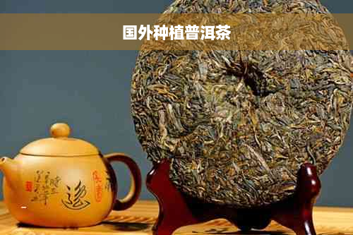 国外种植普洱茶