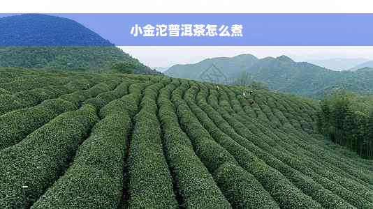 小金沱普洱茶怎么煮