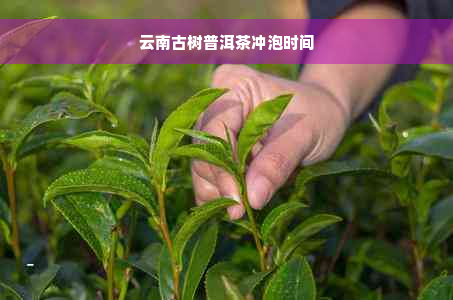 云南古树普洱茶冲泡时间