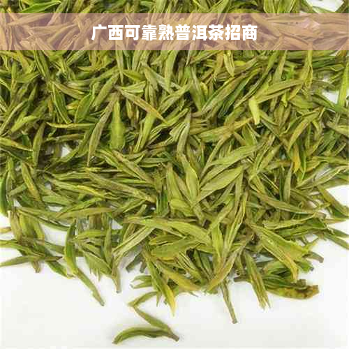 广西可靠熟普洱茶招商