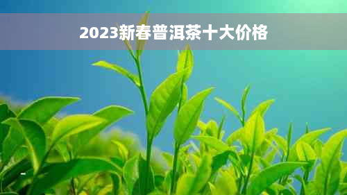 2023新春普洱茶十大价格