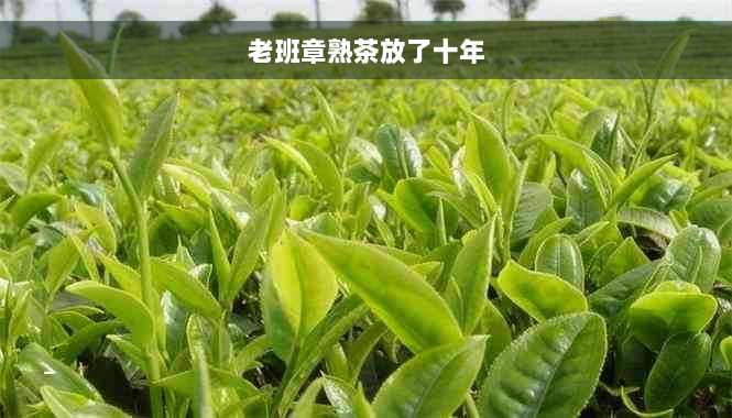 老班章熟茶放了十年