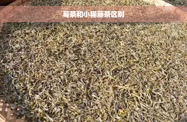 莓茶和小稀藤茶区别