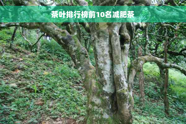 茶叶排行榜前10名减肥茶