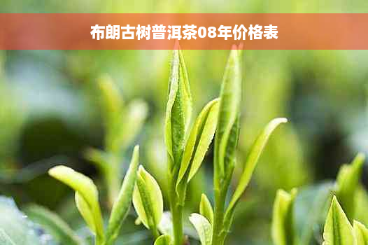 布朗古树普洱茶08年价格表