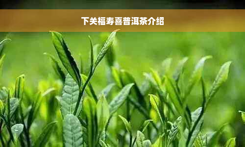 下关福寿喜普洱茶介绍