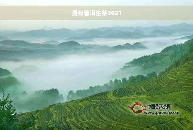 曼松普洱生茶2021