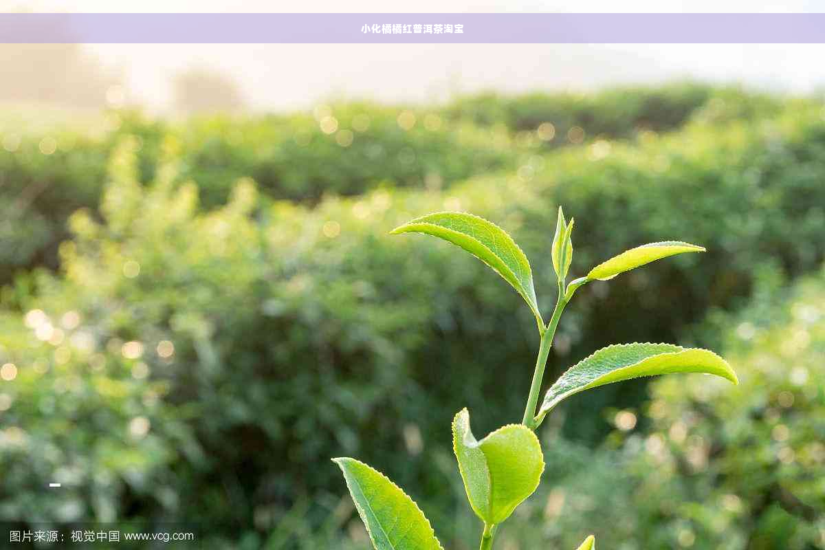 小化橘橘红普洱茶淘宝