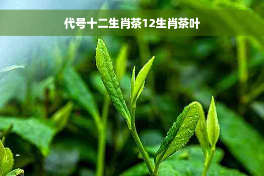 代号十二生肖茶12生肖茶叶