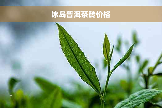 冰岛普洱茶砖价格