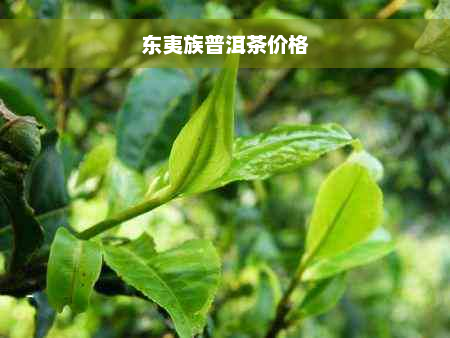 东夷族普洱茶价格