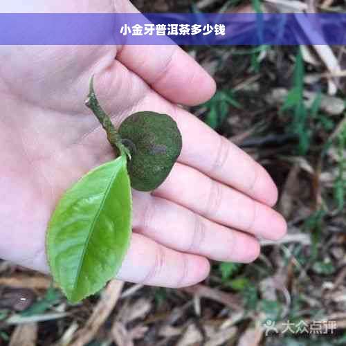 小金牙普洱茶多少钱