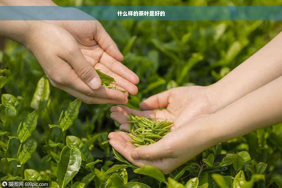 什么样的茶叶是好的