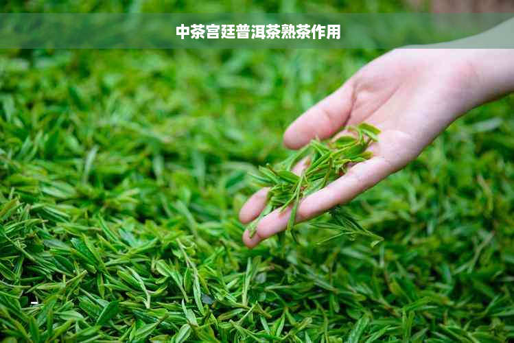 中茶宫廷普洱茶熟茶作用