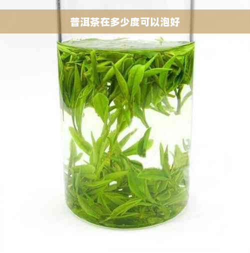 普洱茶在多少度可以泡好