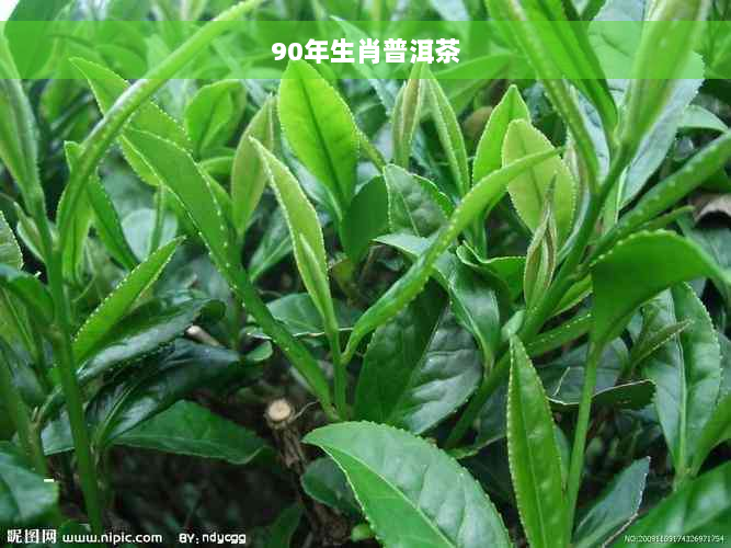 90年生肖普洱茶